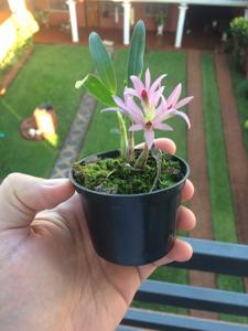 Dendrobium bracteosum