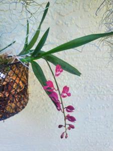 Rodriguezia lanceolata