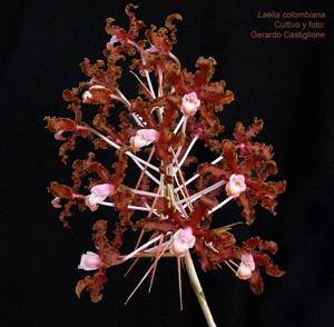 Laelia colombiana