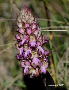 Himantoglossum robertianum