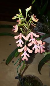 Cynorkis gibbosa