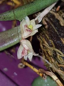 Dendrobium rigidum