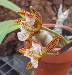 Mormodes warszewiczii