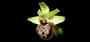 Ophrys sphegodes subsp. argentaria