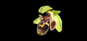 Ophrys umbilicata subsp. bucephala