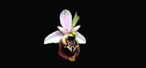 Ophrys fuciflora subsp. elatior