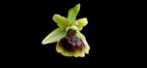 Ophrys sphegodes subsp. sphegodes