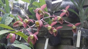 Catasetum matogrossense