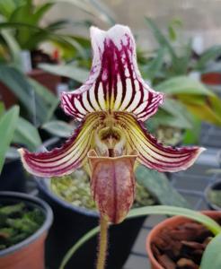 Paphiopedilum fairrieanum