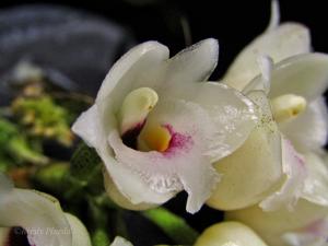 Coeliopsis hyacinthosma