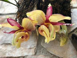 Stanhopea tigrina