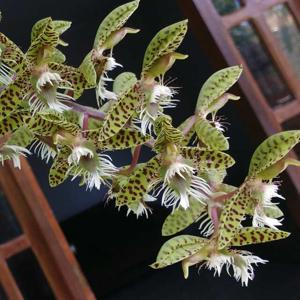 Catasetum semicirculatum