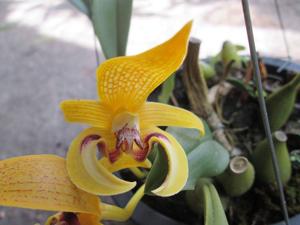 Bulbophyllum dearei