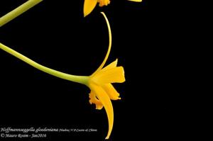 Cattleya gloedeniana