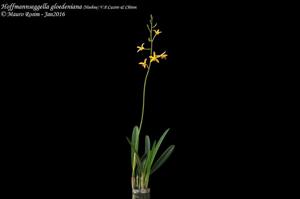 Cattleya gloedeniana