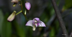Dendrobium kingianum