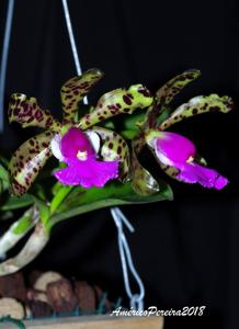 Cattleya aclandiae