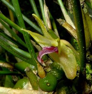 Dendrobium shearmanii