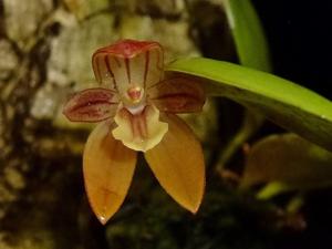 Pleurothallopsis monetalis