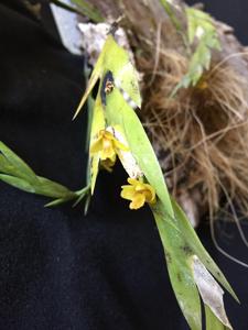 Dendrobium nathanielis