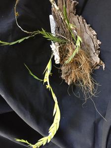 Dendrobium nathanielis