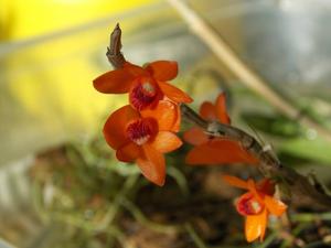 Dendrobium melinanthum