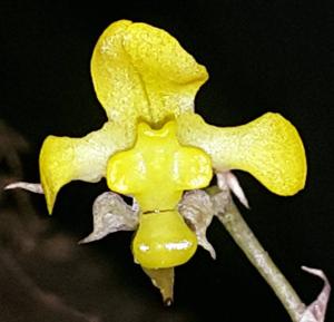 Erycina hyalinobulbon