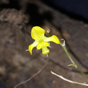 Erycina hyalinobulbon