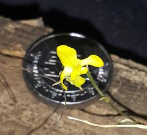 Erycina hyalinobulbon