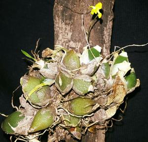 Erycina hyalinobulbon