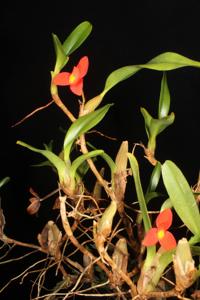 Maxillaria sophronitis