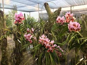 Vanda sanderiana