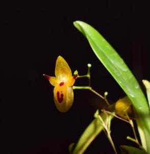 Platystele aurea