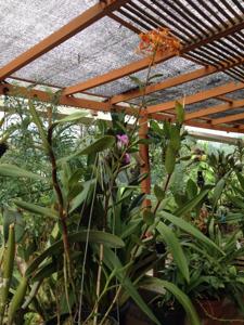 Epidendrum macrocarpum