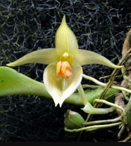 Bulbophyllum rugosum