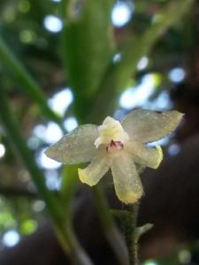 Grosourdya multistrata