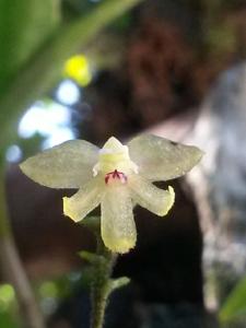 Grosourdya multistrata