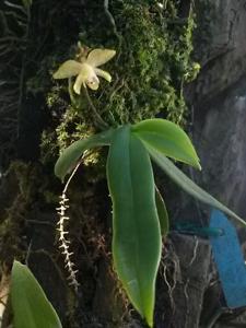 Grosourdya multistrata