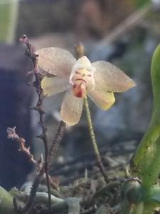 Grosourdya multistrata