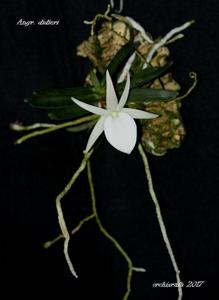 Angraecum didieri