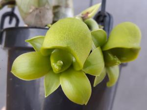 Catasetum kleberianum