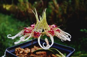 Bulbophyllum ericssonii