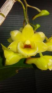 Dendrobium cerinum