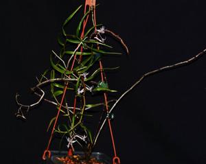Dendrobium rantii