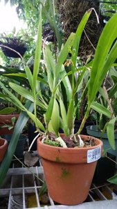 Prosthechea livida
