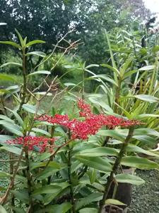 Renanthera elongata