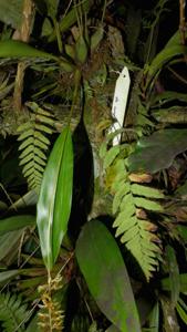 Coelogyne erectilabia