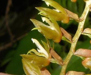 Coelogyne erectilabia