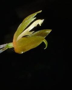 Coelogyne erectilabia