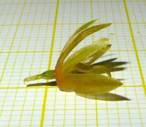 Coelogyne erectilabia